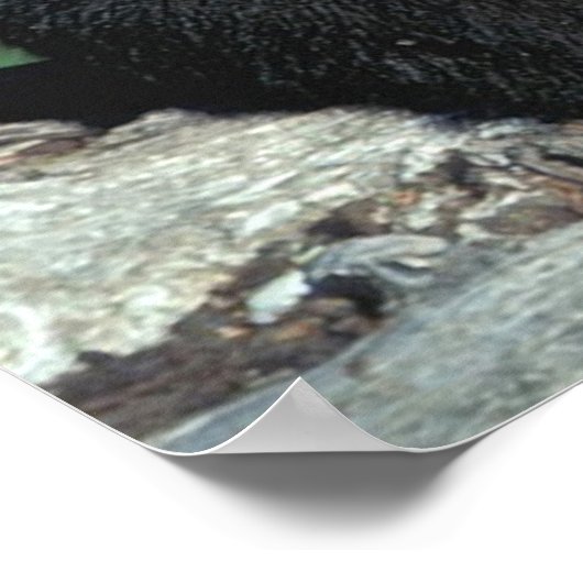 Baby Black Bear Poster (Ecke)