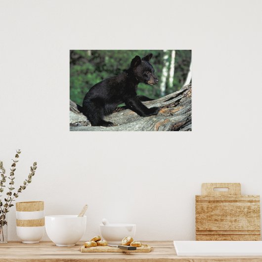 Baby Black Bear Poster (Küche)