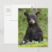 Baby Black Bear Postkarte (Vorne/Hinten)