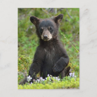 Baby Black Bear Postkarte