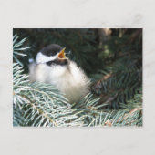 Baby Black Capped Chickadee - Postkarte (Vorderseite)