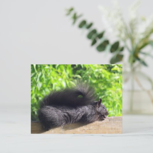 Baby Black Eichhörnchen Sonnenbaden auf Balcony Ra Postkarte (Stehend Vorderseite)