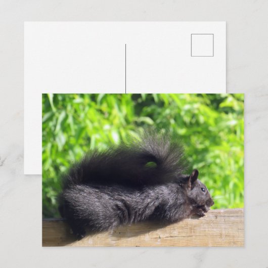 Baby Black Eichhörnchen Sonnenbaden auf Balcony Ra Postkarte (Vorne/Hinten)
