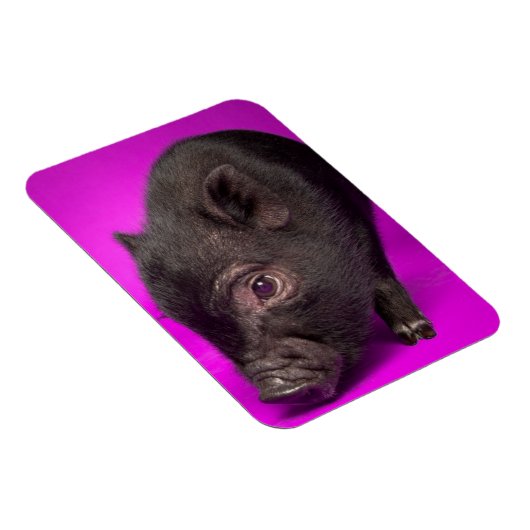 Baby Black Pig Magnet (Rechte Seite)