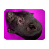 Baby Black Pig Magnet (Horizontal)