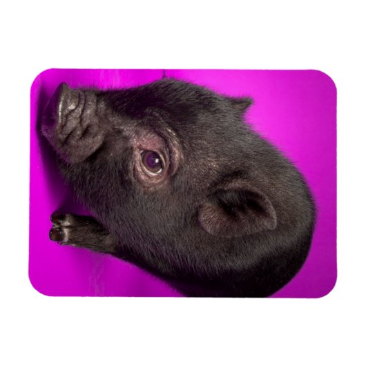 Baby Black Pig Magnet (Horizontal)