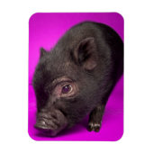 Baby Black Pig Magnet (Vertikal)