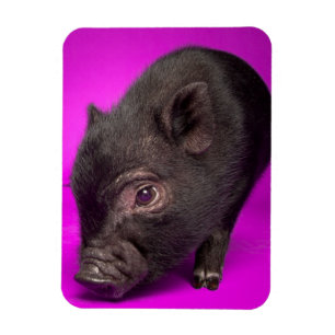 Baby Black Pig Magnet