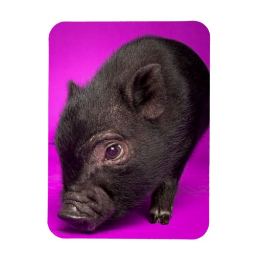 Baby Black Pig Magnet (Vertikal)