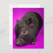 Baby Black Pig Postkarte (Vorne/Hinten)