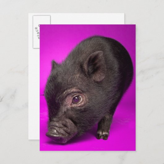 Baby Black Pig Postkarte (Vorne/Hinten)