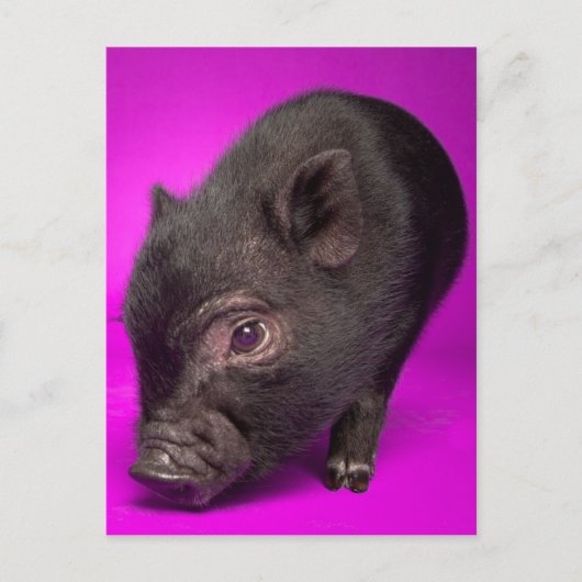 Baby Black Pig Postkarte (Vorderseite)