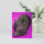 Baby Black Pig Postkarte (Stehend Vorderseite)