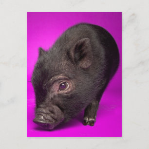 Baby Black Pig Postkarte