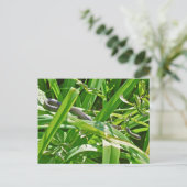 Baby Black Rat Snake - Elaphe obsoleta obsoleta Postkarte (Stehend Vorderseite)