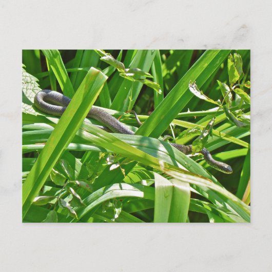 Baby Black Rat Snake - Elaphe obsoleta obsoleta Postkarte (Vorderseite)