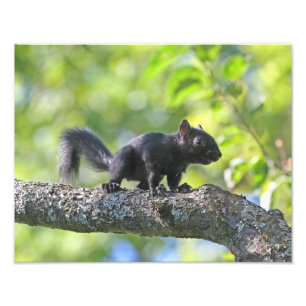 Baby Black Squirrel Fotodruck