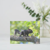 Baby Black Squirrel Postkarte (Stehend Vorderseite)
