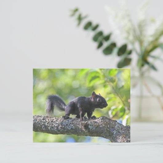 Baby Black Squirrel Postkarte (Stehend Vorderseite)