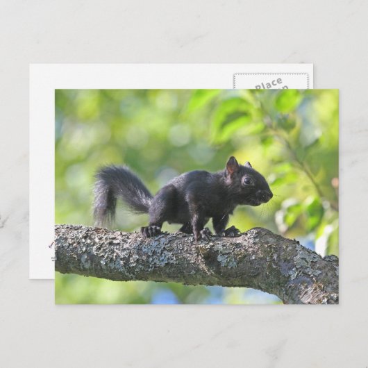 Baby Black Squirrel Postkarte (Vorne/Hinten)