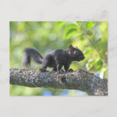 Baby Black Squirrel Postkarte (Vorderseite)