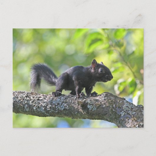 Baby Black Squirrel Postkarte (Vorderseite)