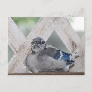 Baby Blaurabe Postkarte