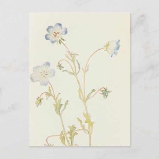 Baby Blue-Eyes von Margaret Armstrong Postkarte (Vorderseite)