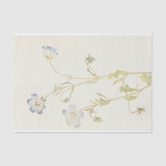 Baby Blue-Eyes von Margaret Armstrong Seidenpapier (Vorderseite)