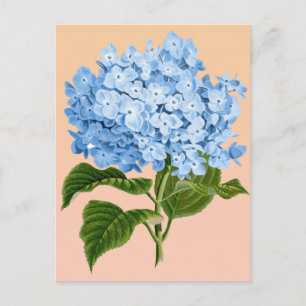 Baby Blue Hortensien Postkarte