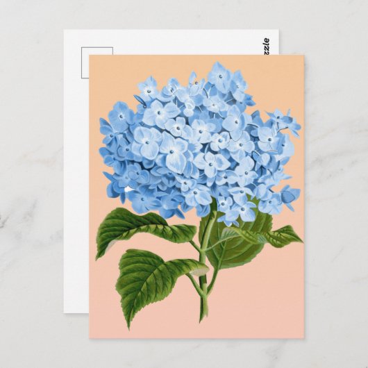 Baby Blue Hydrangea Postcard Postkarte (Vorne/Hinten)