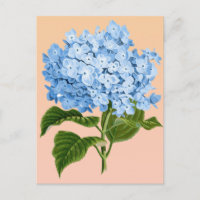 Baby Blue Hydrangea Postcard
