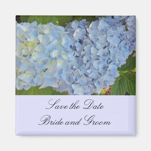 Baby Blue Hydrangeas Magnet (Vorne)