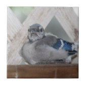 Baby Blue Jay Keramik Tile Fliese (Vorderseite)