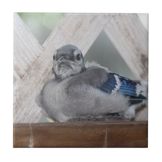 Baby Blue Jay Keramik Tile Fliese (Vorderseite)