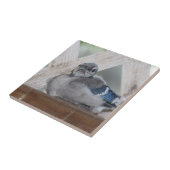Baby Blue Jay Keramik Tile Fliese (Seite)