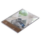 Baby Blue Jay Notizblock (Linke Seite)