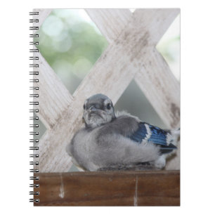 Baby Blue Jay Notizblock