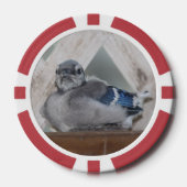 Baby Blue Jay Pokerchips (Vorderseite)