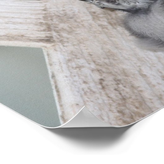 Baby Blue Jay Poster (Ecke)