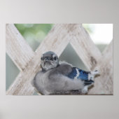 Baby Blue Jay Poster (Vorne)