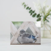 Baby Blue Jay Postkarte (Stehend Vorderseite)