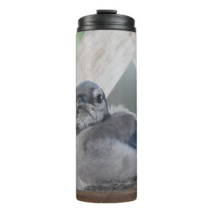 Baby Blue Jay Thermal Tumbler Thermosbecher