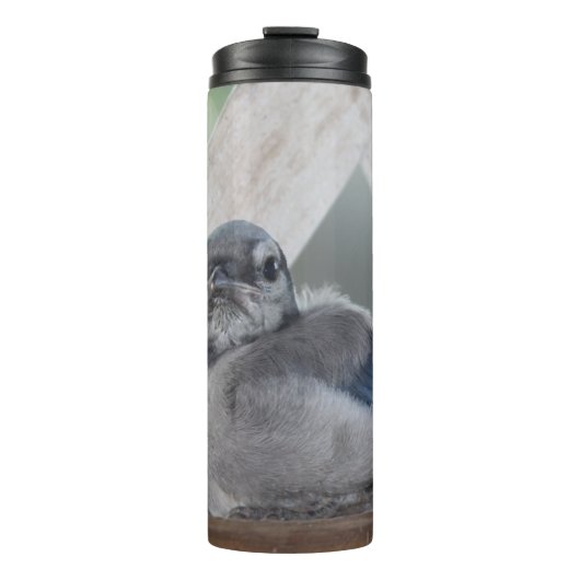 Baby Blue Jay Thermal Tumbler Thermosbecher (Vorderseite)
