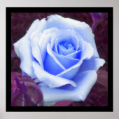 Baby Blue Rose Poster (Vorne)