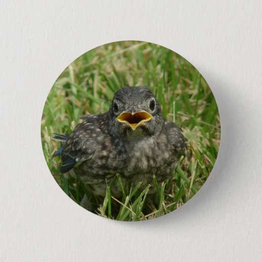 Baby Bluebird Button (Vorderseite)