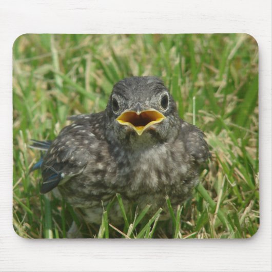 Baby Bluebird Mousepad (Vorne)