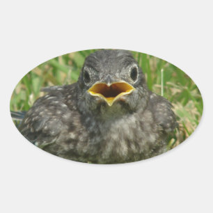 Baby Bluebird Ovaler Aufkleber