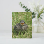Baby Bluebird Postkarte (Stehend Vorderseite)