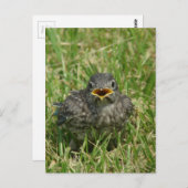 Baby Bluebird Postkarte (Vorne/Hinten)